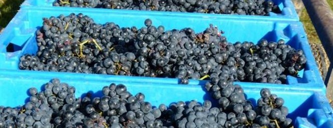 Grape harvesting box